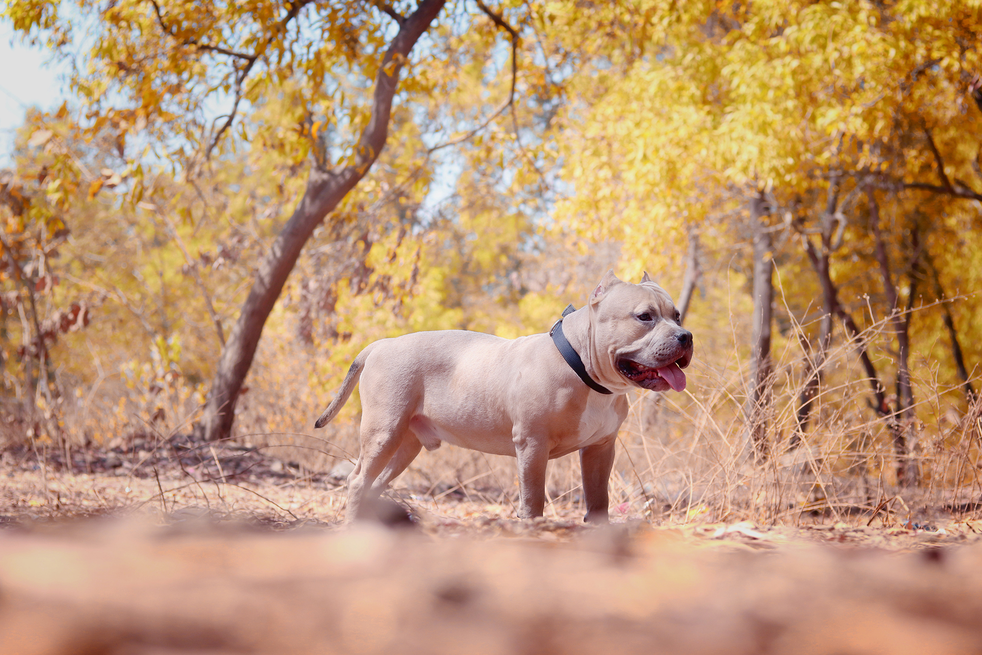 What We Offer — Eubank Animal Clinic What We Offer — Eubank Animal Clinic