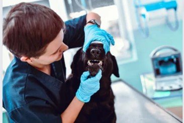 What We Offer — Eubank Animal Clinic