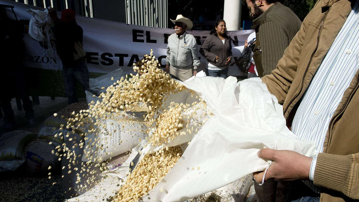 corn.jpg