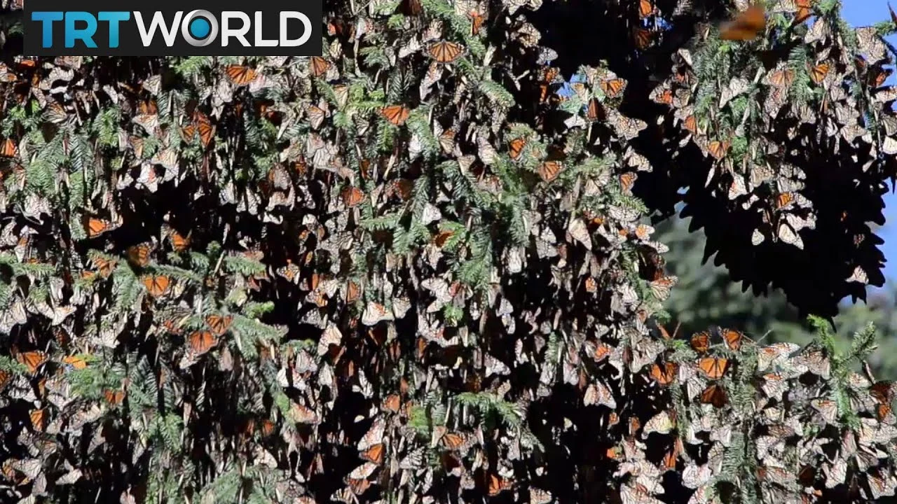 Climate change putting Monarch Butterflies' migration at risk