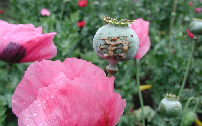 Opium Farming in the Heart of Mexico