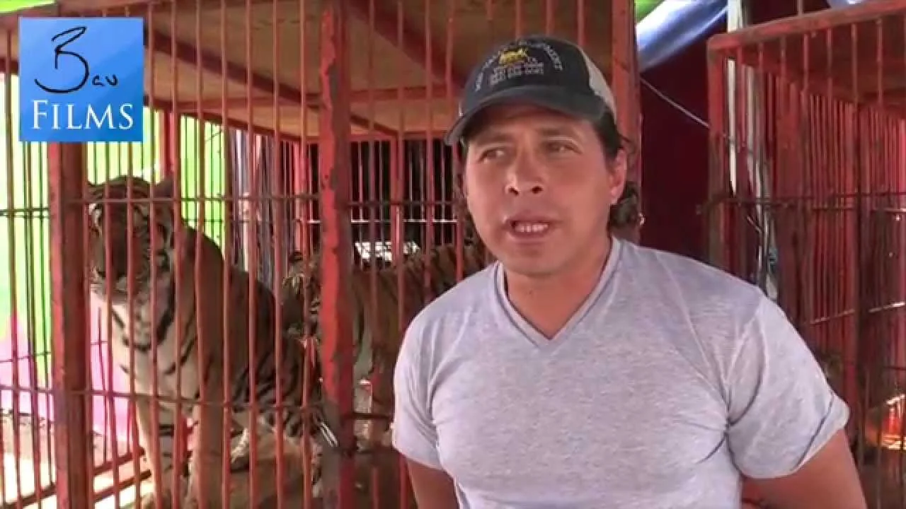 Mexican circuses to sell big cats to highest bidder