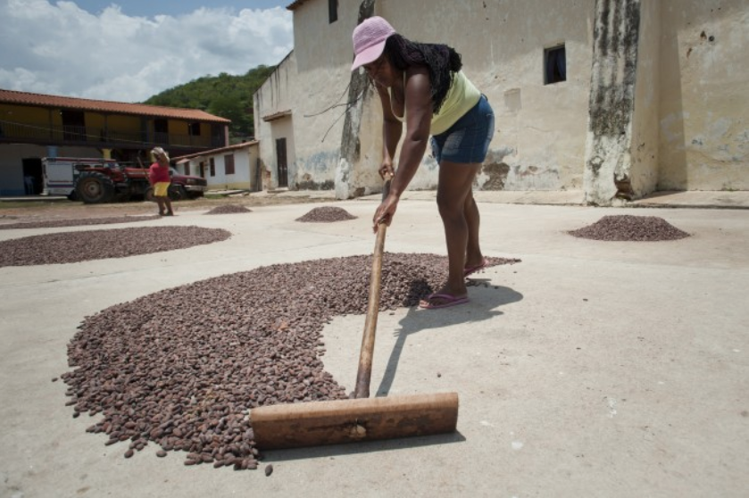 Hunting for the world's best chocolate in Venezuela