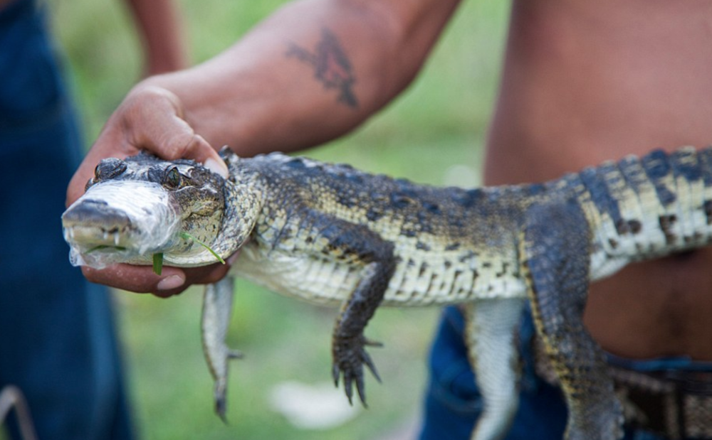 War Story: Croc Hunters part III