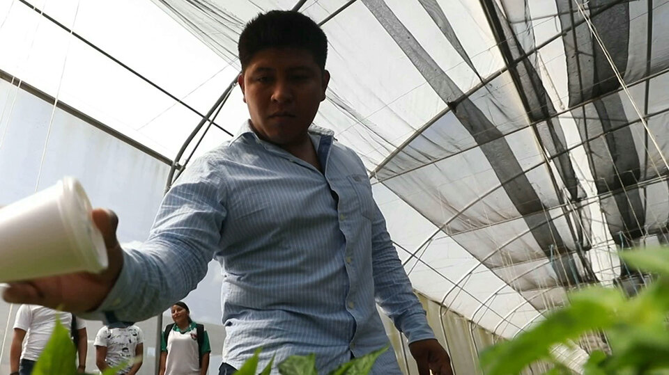 Mexico turning to eco-friendly pest control