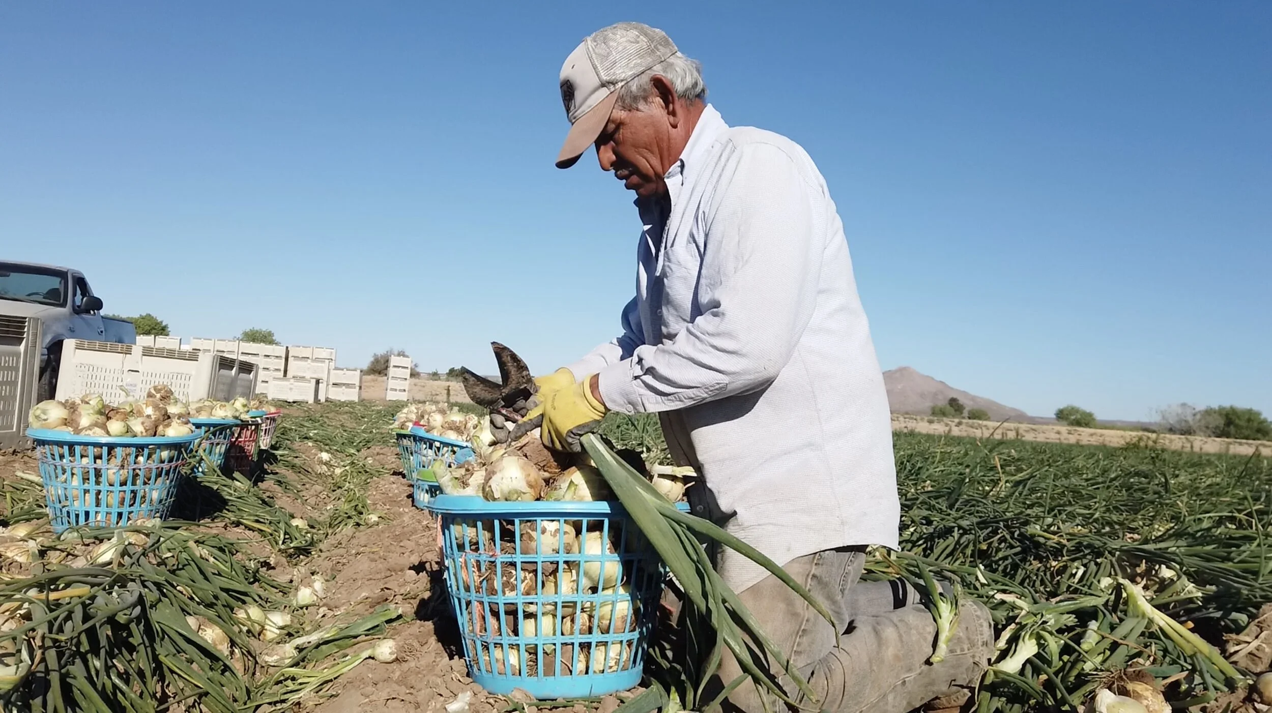 Migrant labour shortage leading to lost harvests in U.S.