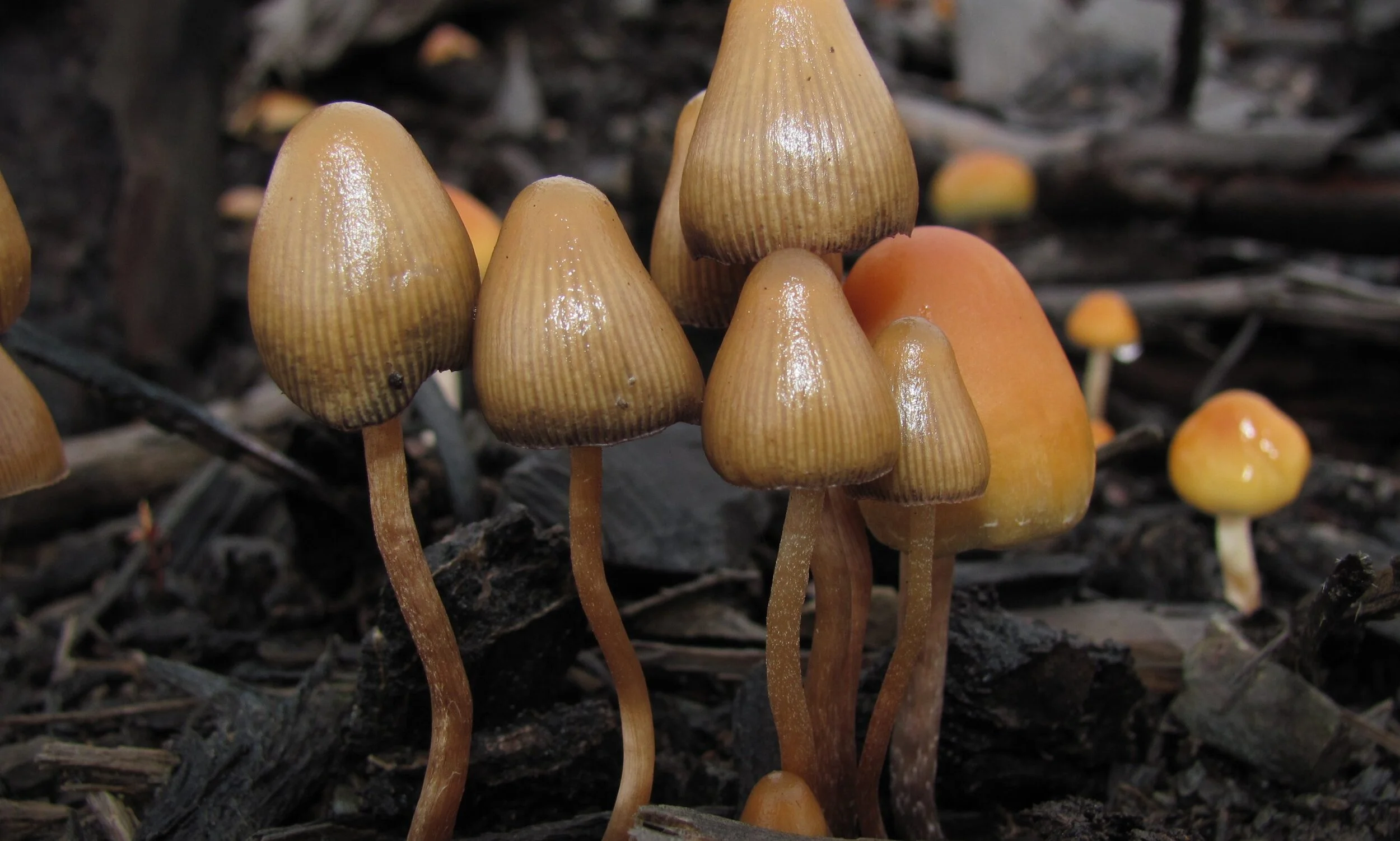  Magic Mushrooms