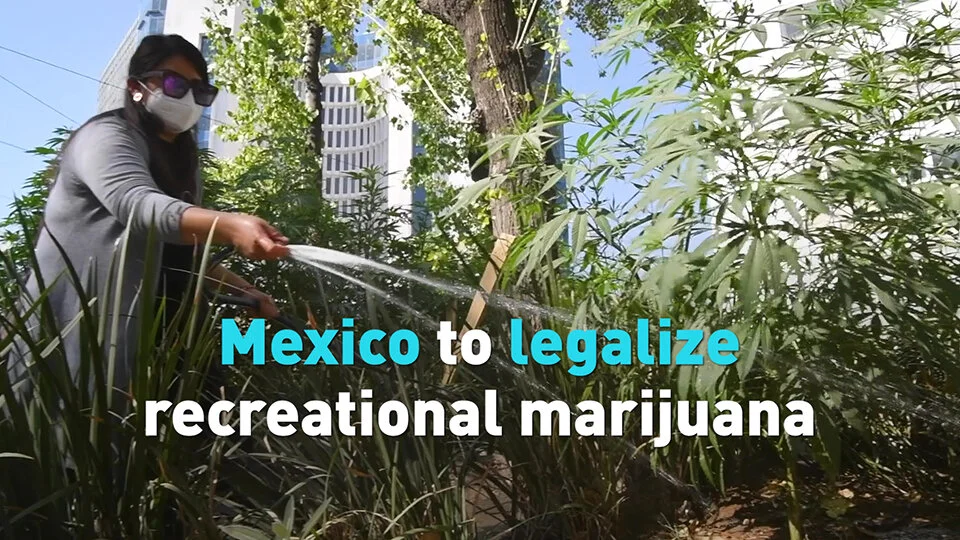 Mexico legalizes recreational marijuana