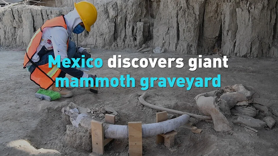 Largest ever mammoth graveyard discovered in Mexico
