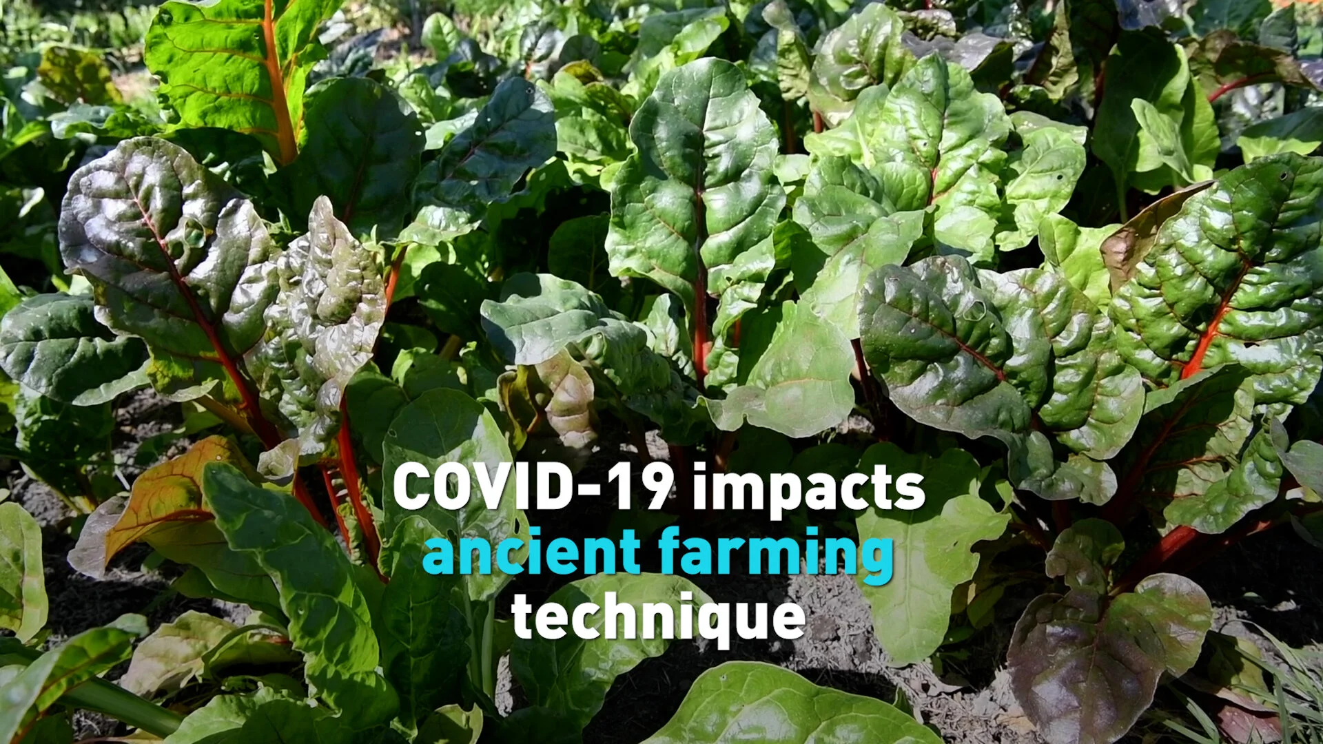 Aztec agriculture helps Mexico through pandemic