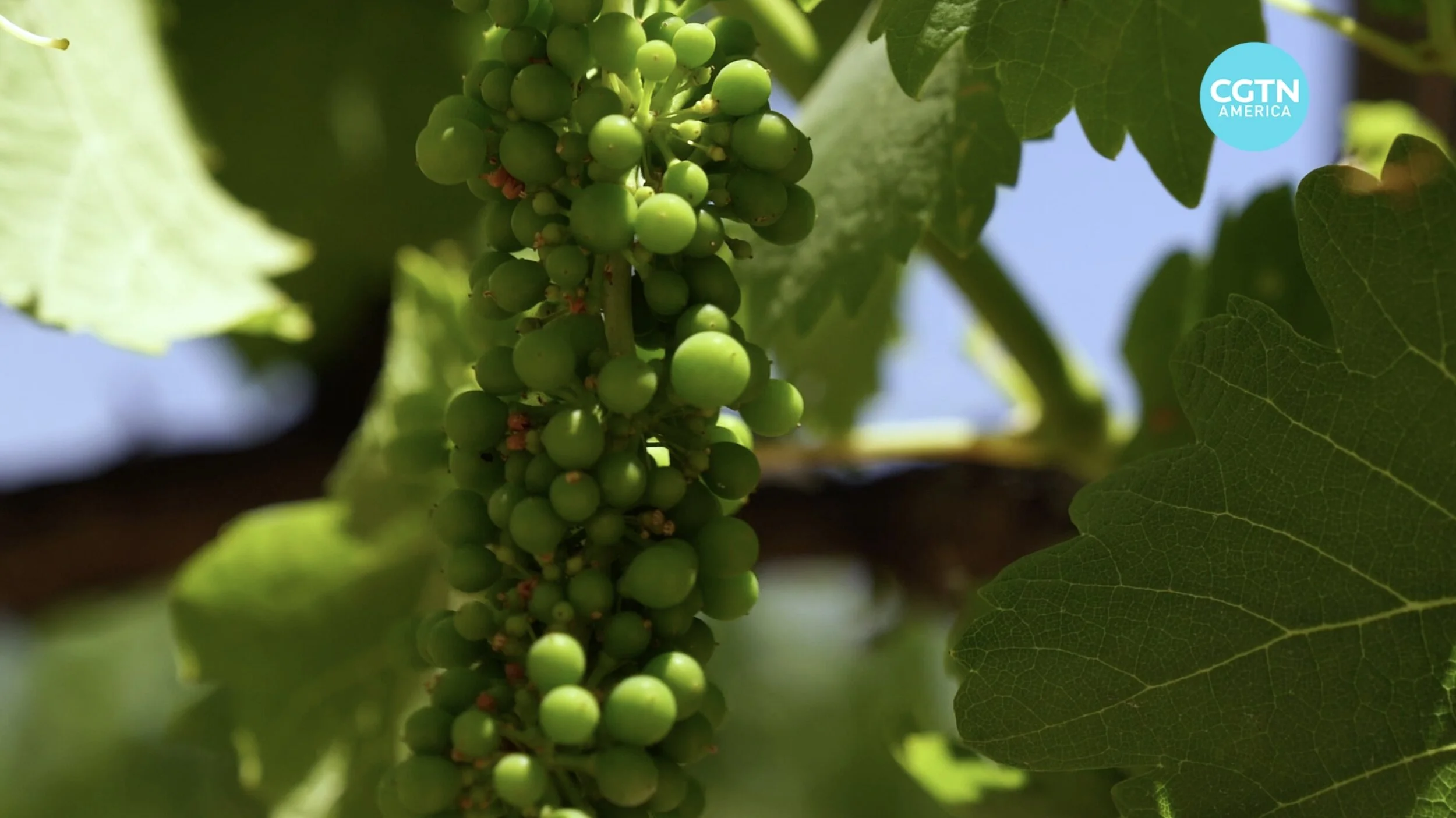 Mexican wine booms