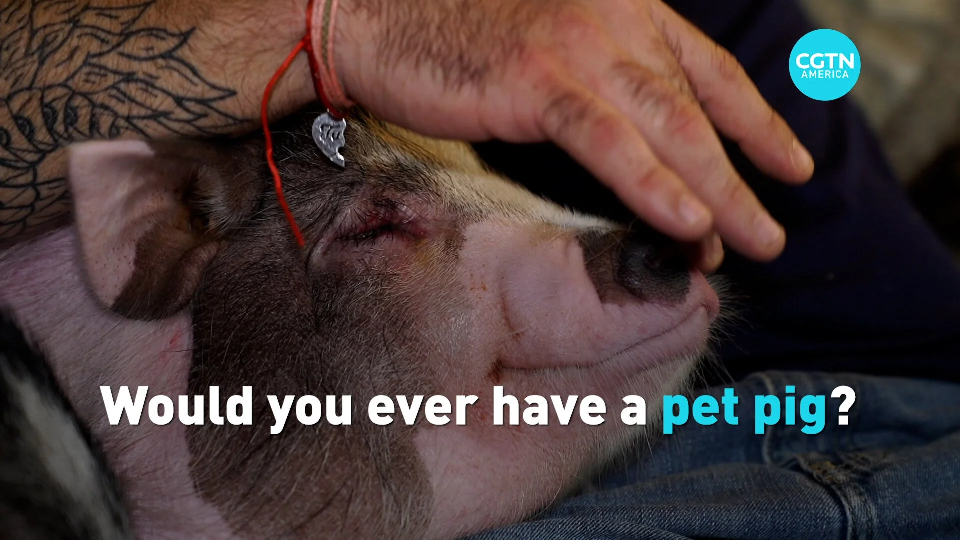What’s it like to have a pig as a pet?