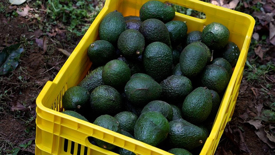 U.S. lifts ban on Mexican avocado imports