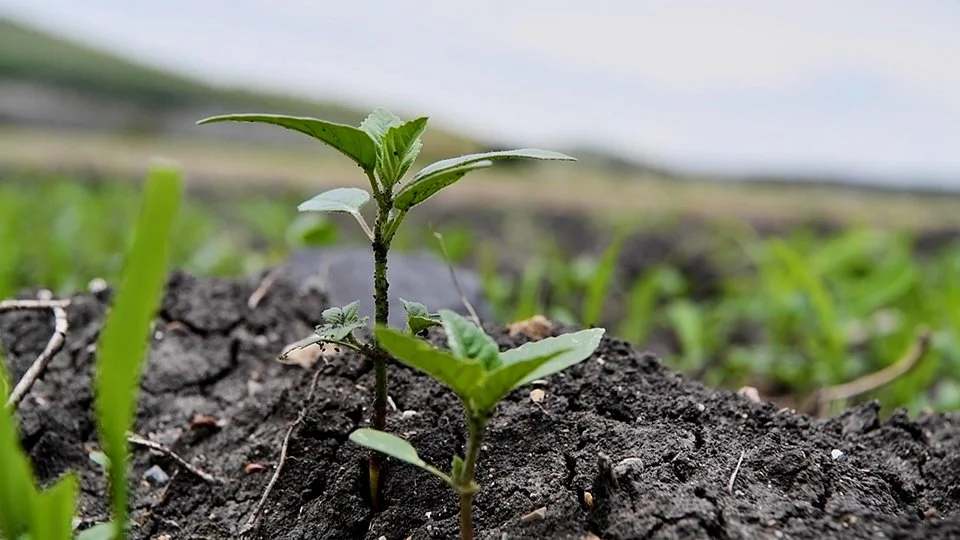 Food security worsens in Mexico