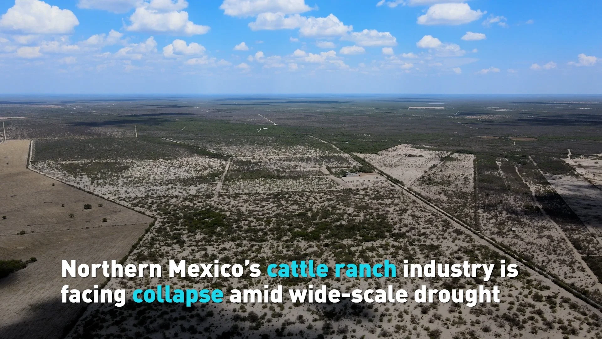 Mexican cattle ranching faces collapse as drought worsens