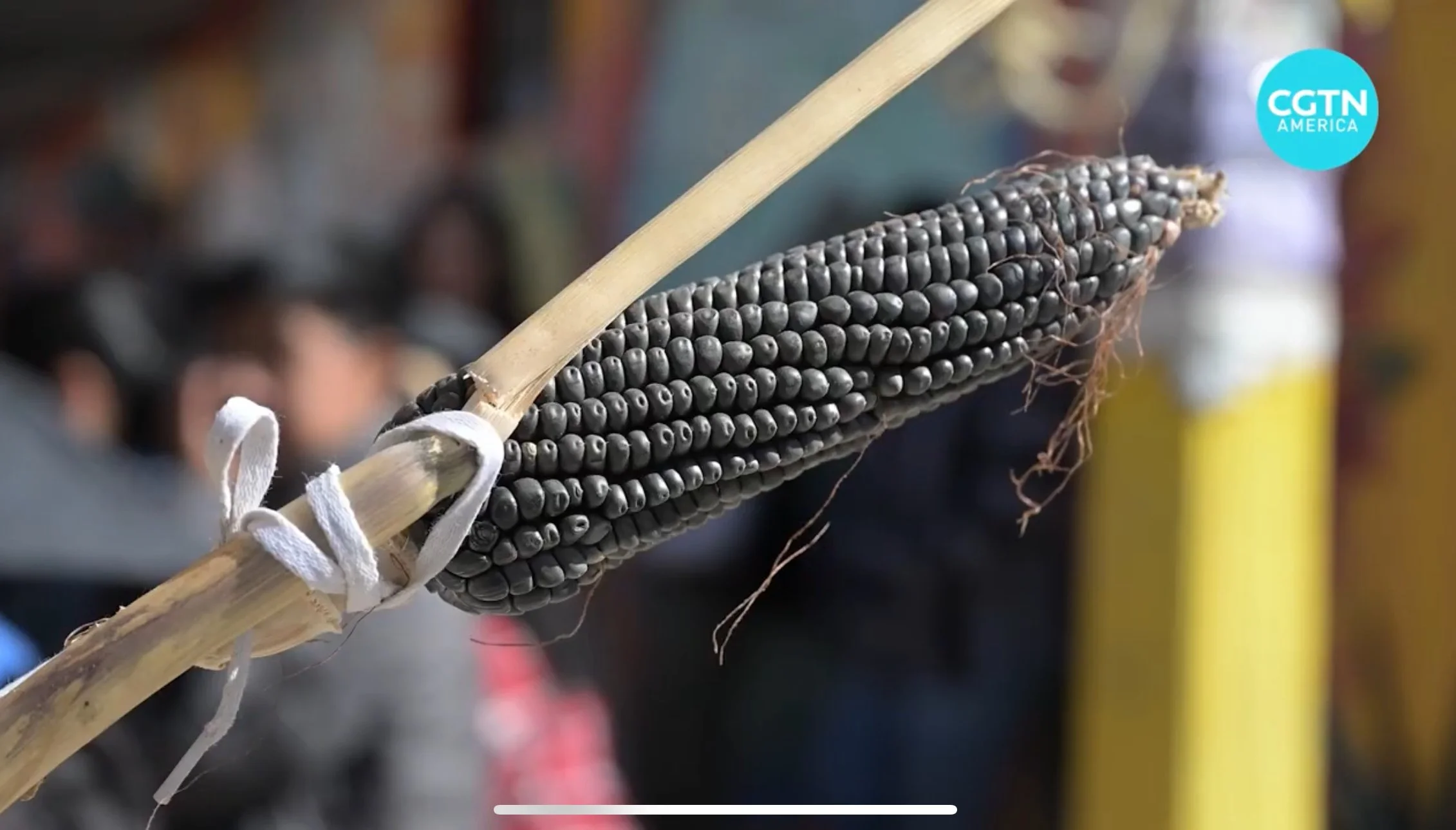 Mexico’s native corn versus climate change