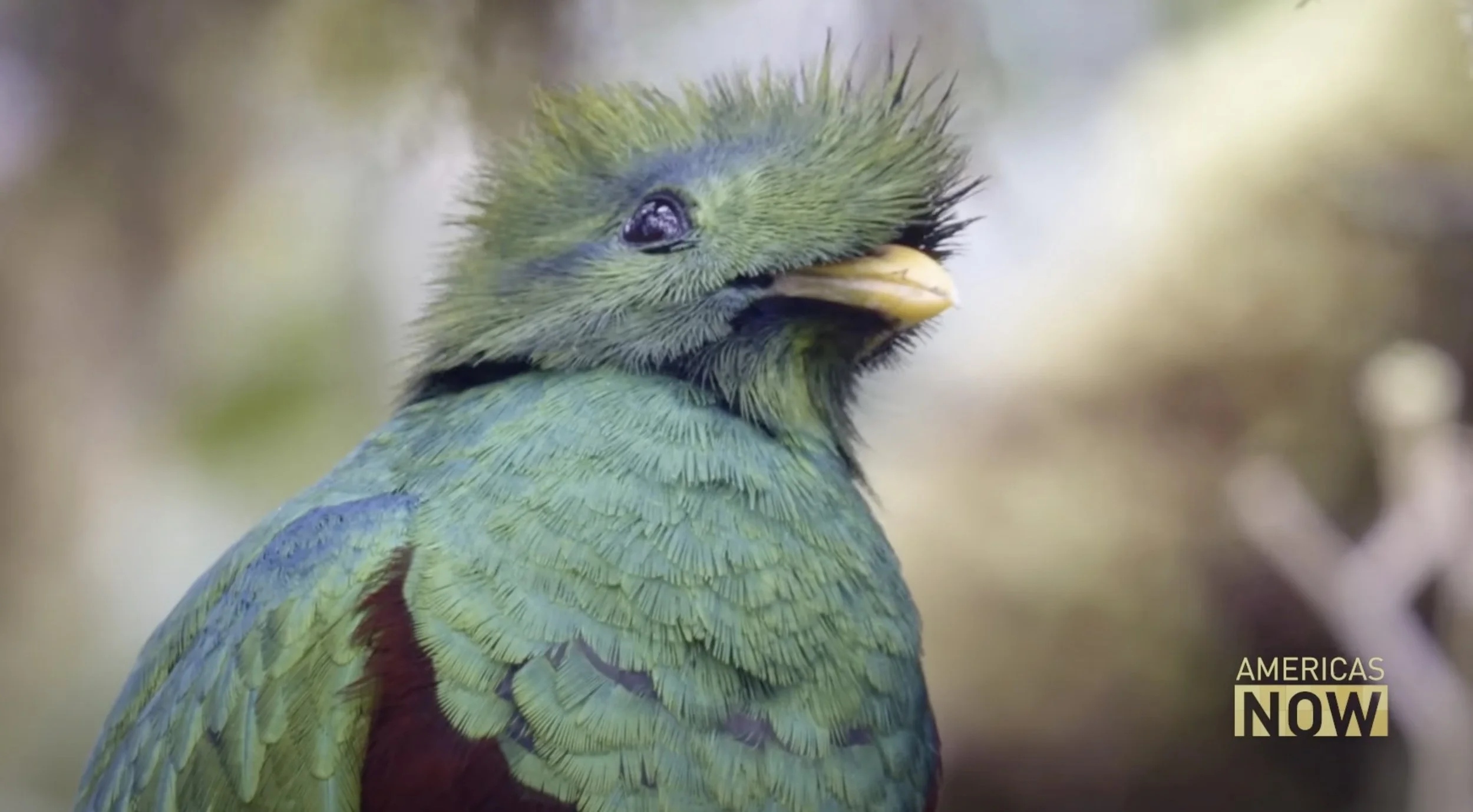 The Quetzal Bird