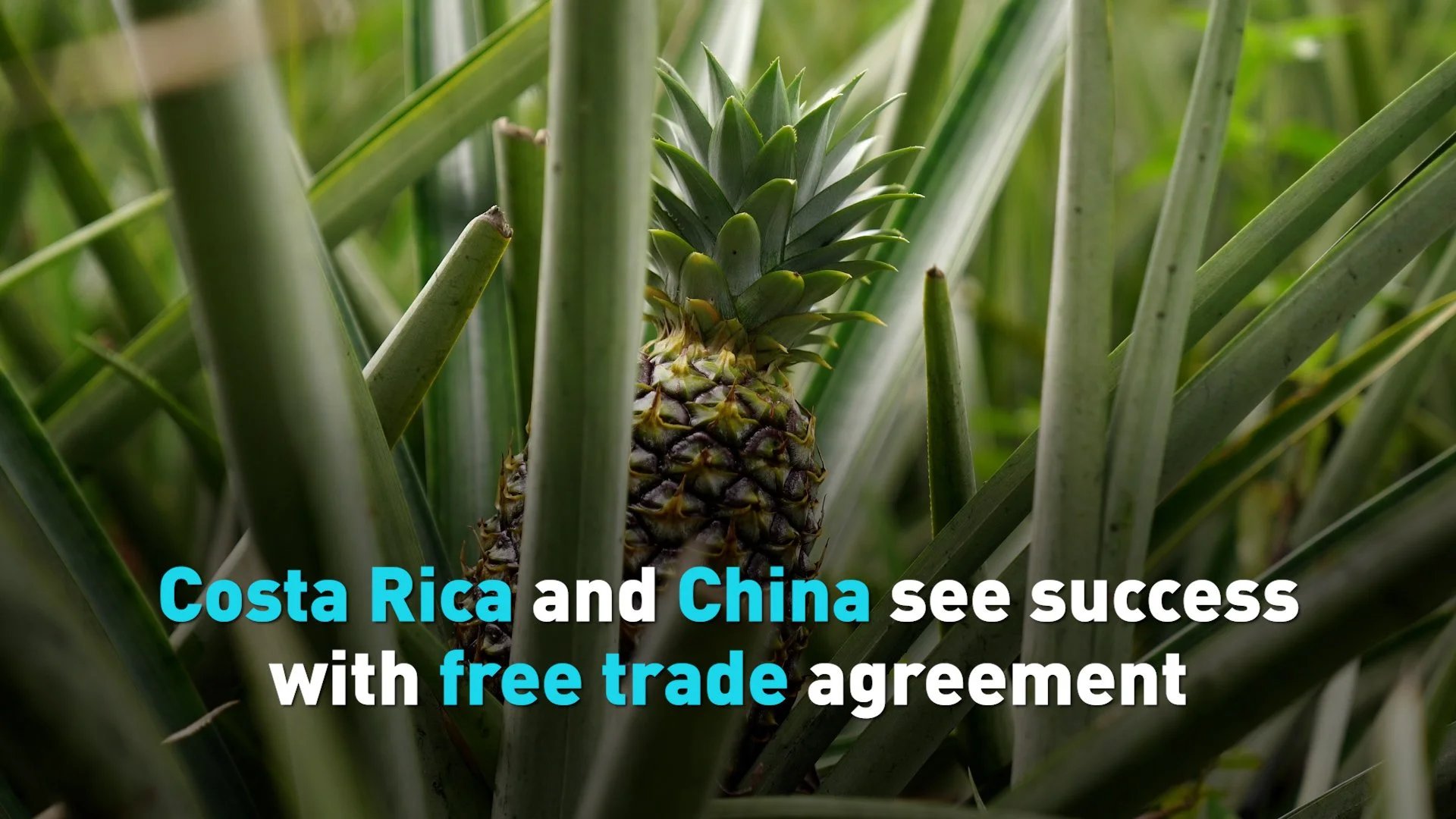 Costa Rica diversified exports through education