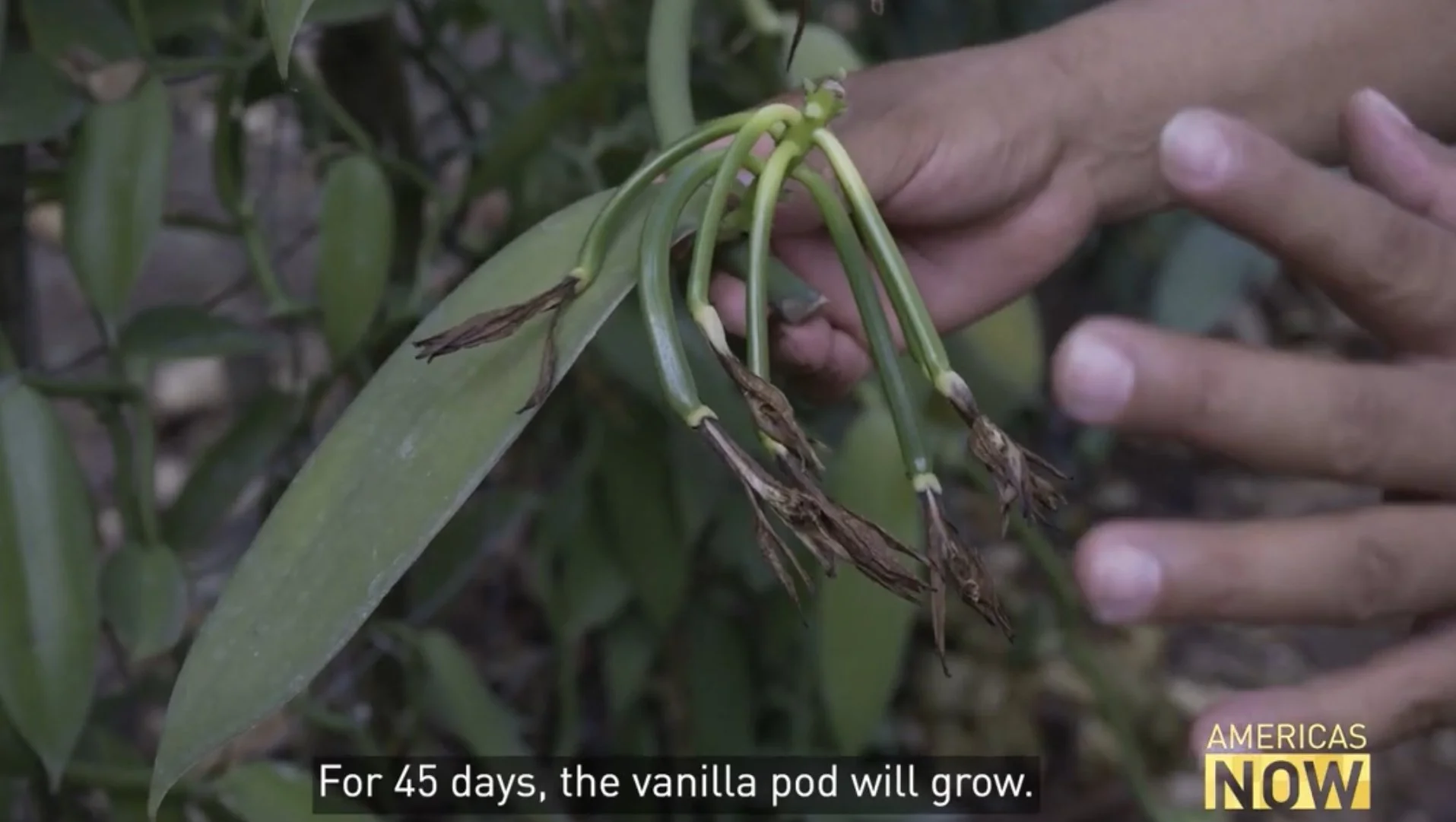 Vanilla: Mexico’s enigmatic gift to the world