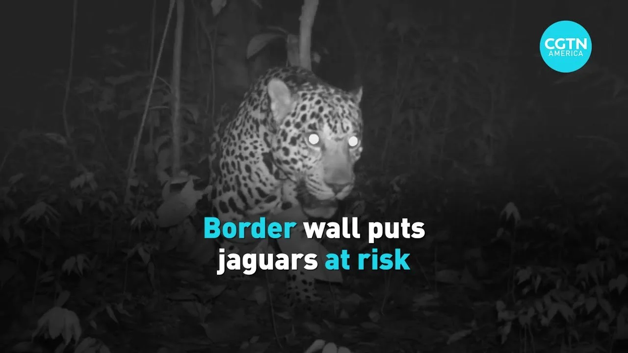 Jaguar threatened by border wall extension