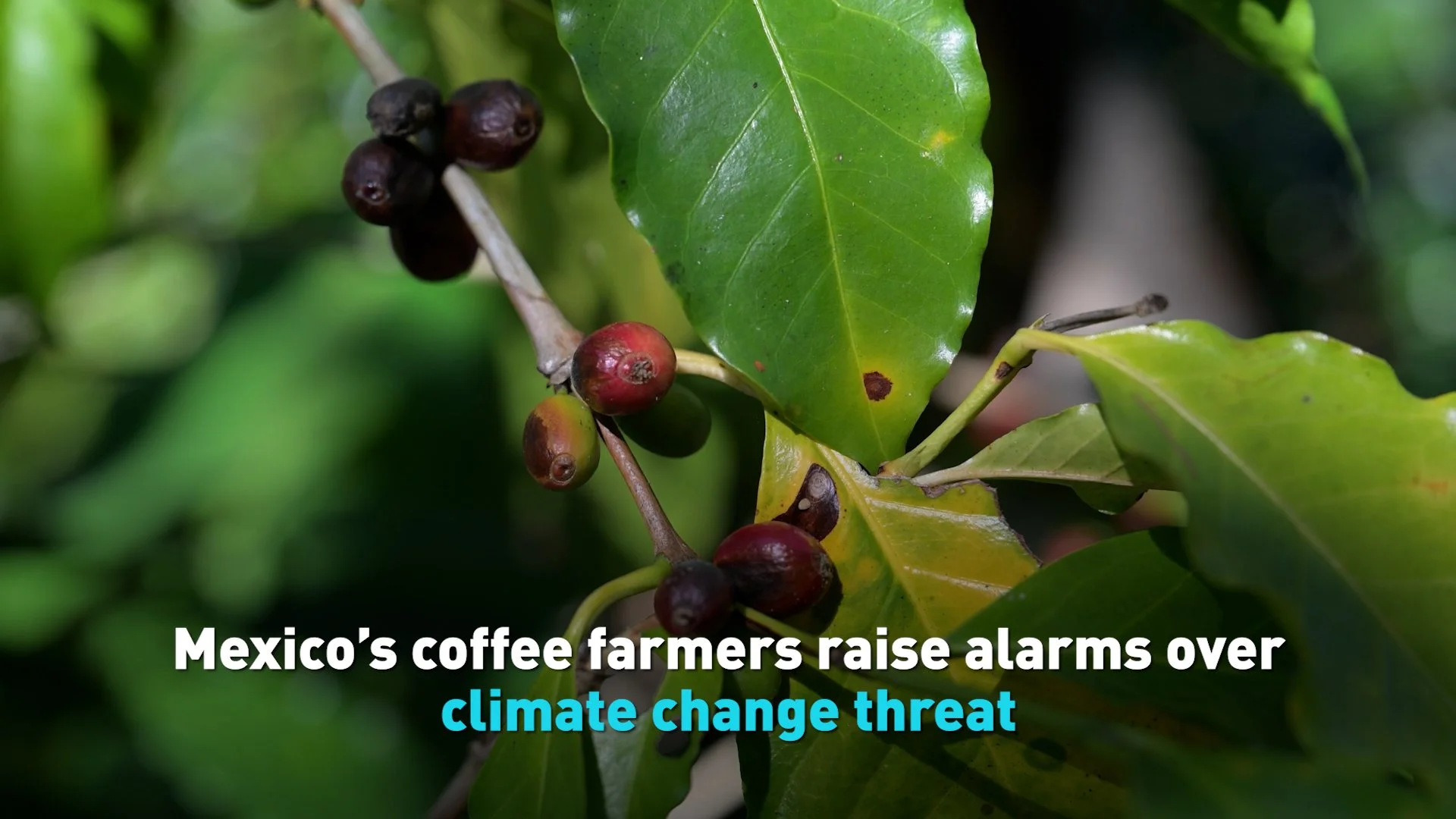 Coffee farmers face climate threat