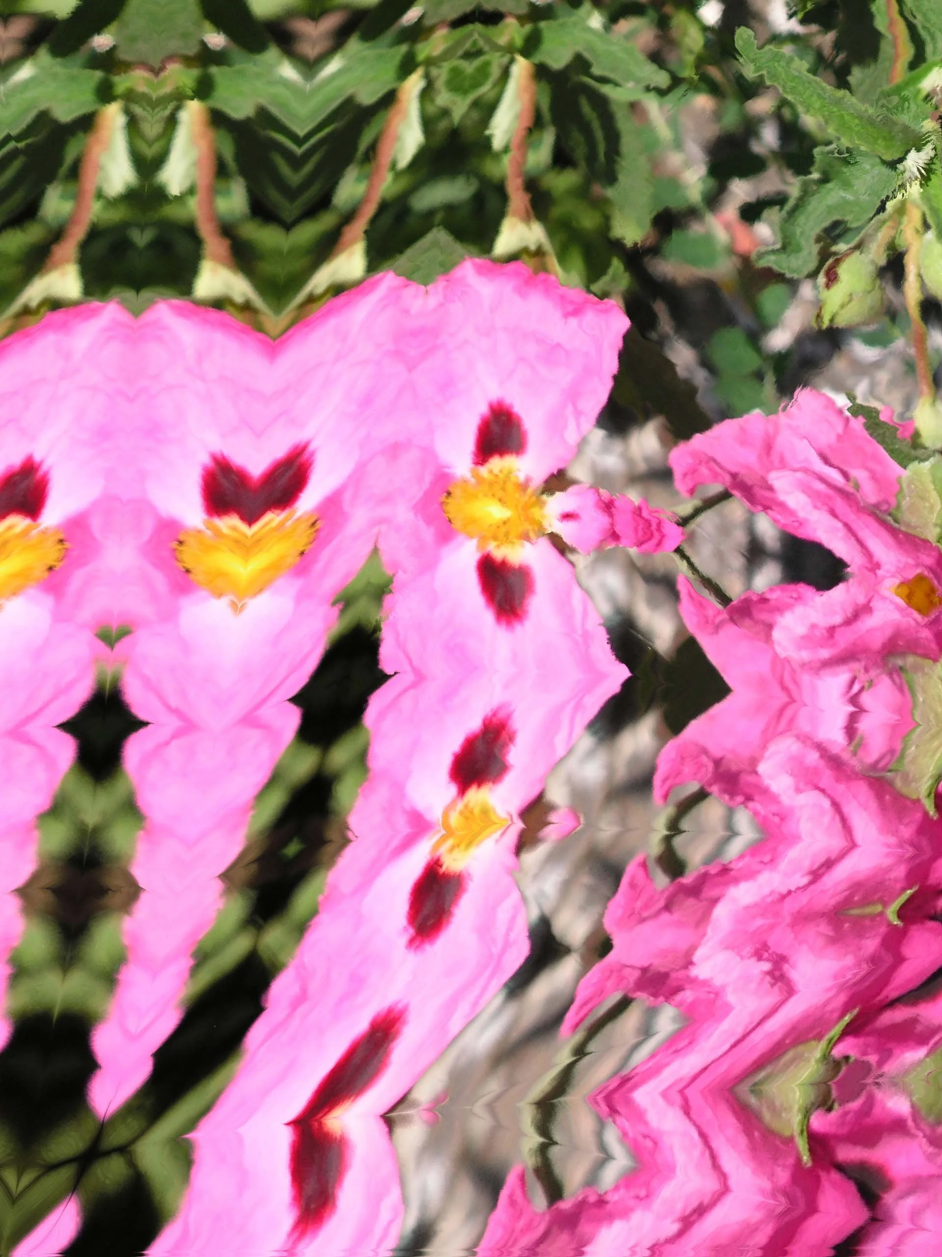 Dance of the Rock Roses.jpg