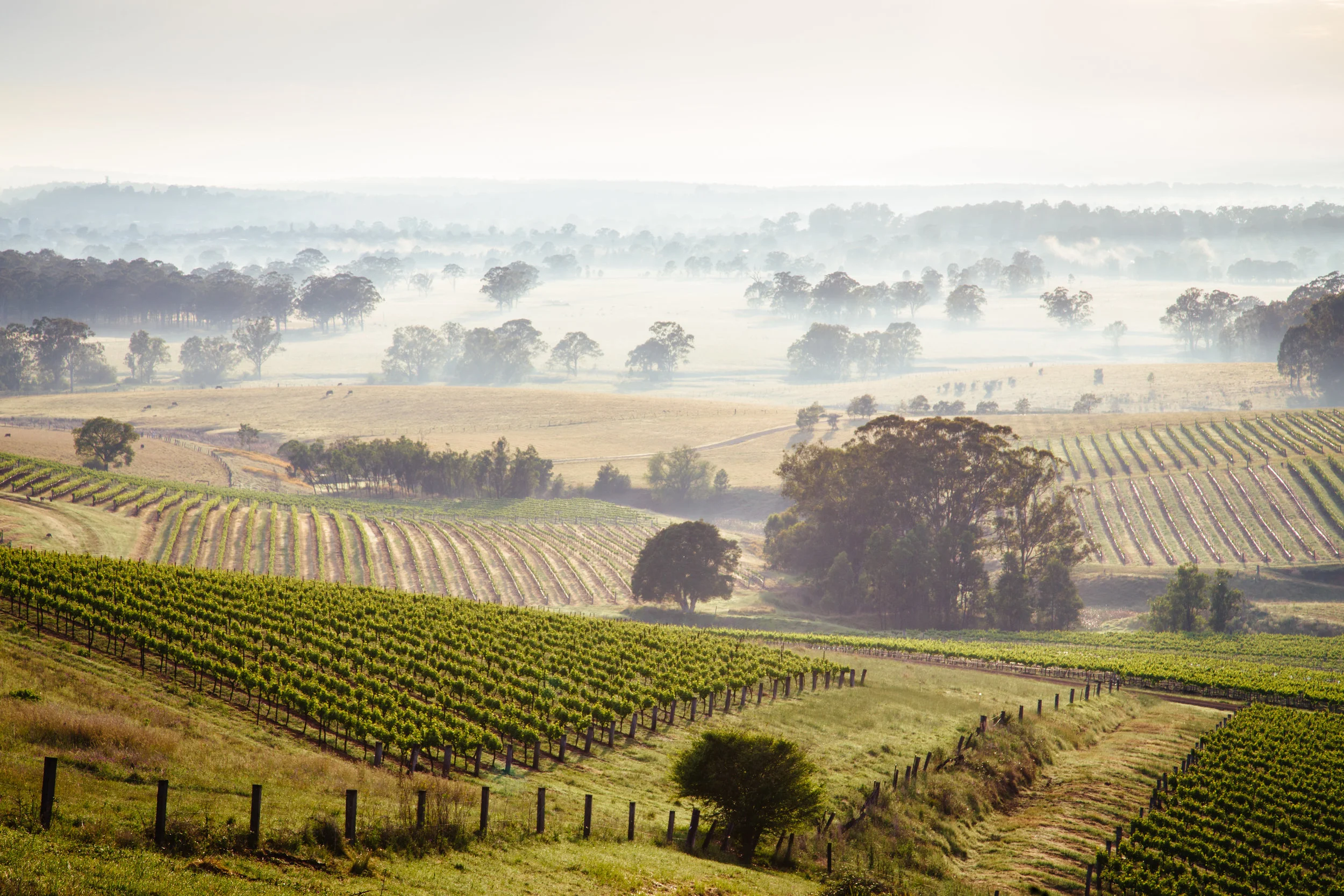 Sunrise across Hunter Valley vineyards