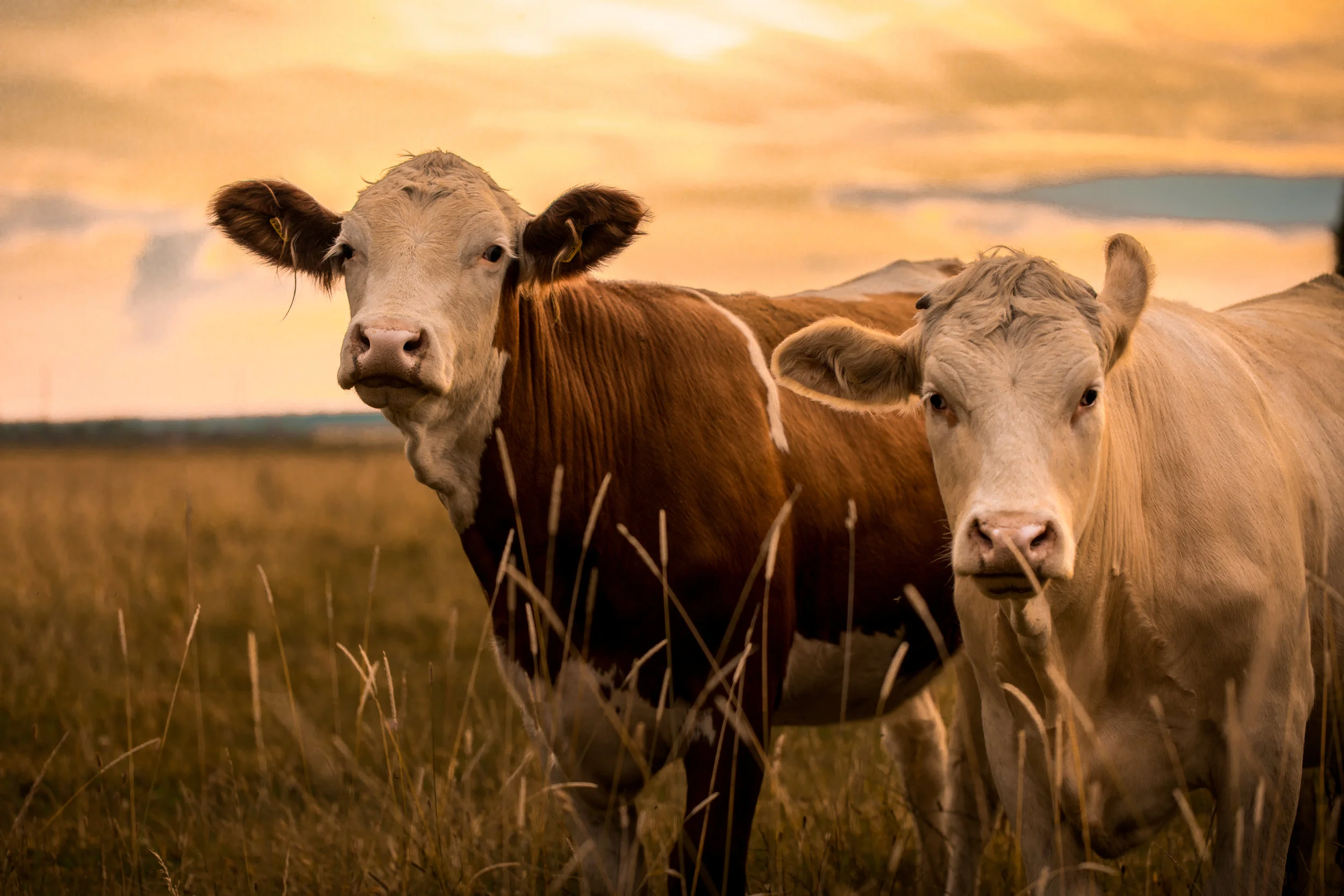 Cows in sunset (Copy)