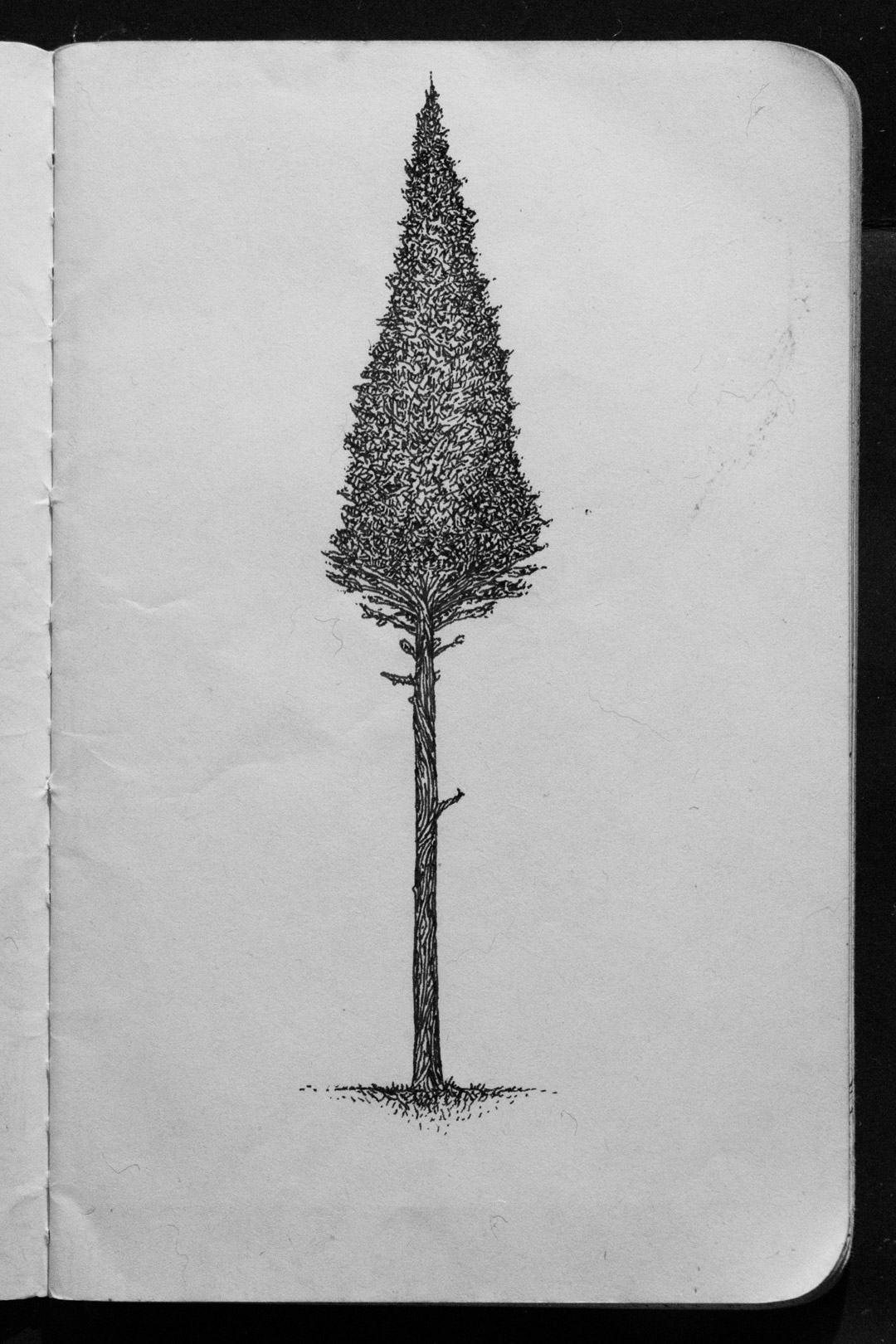 00-02 Original Pine Tree.jpg