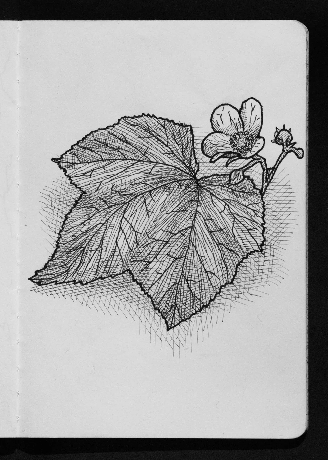 01-15 Thimbleberry.jpg