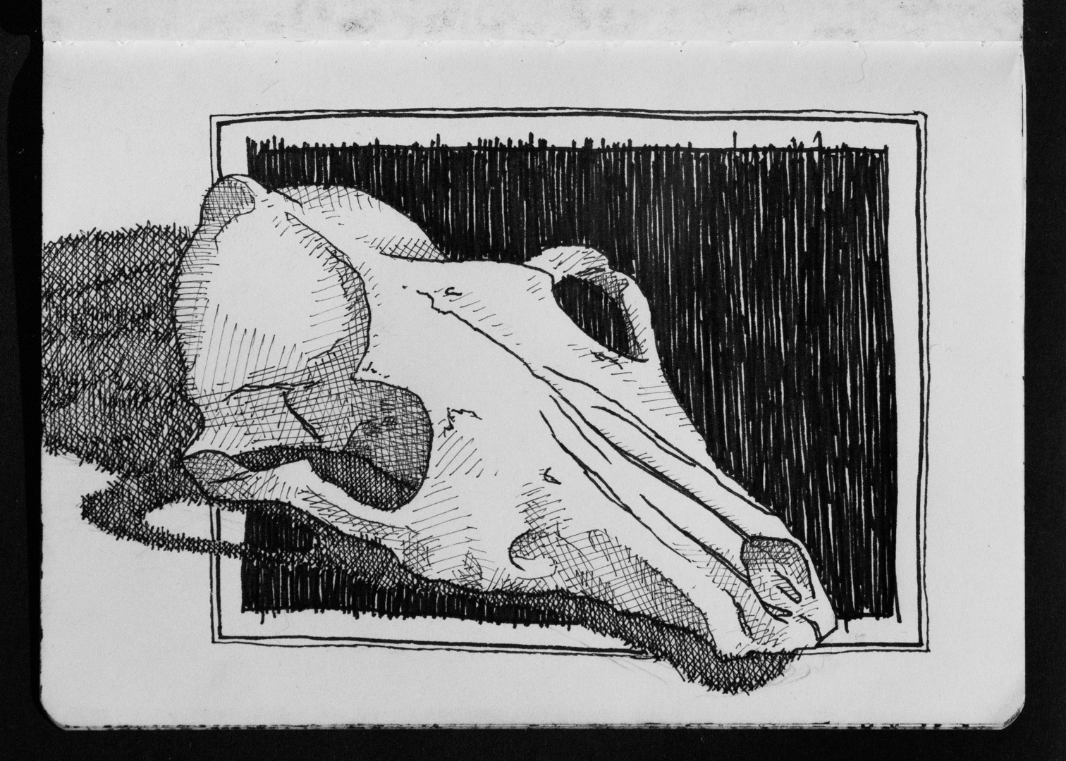 02-23 Coyote Skull.jpg
