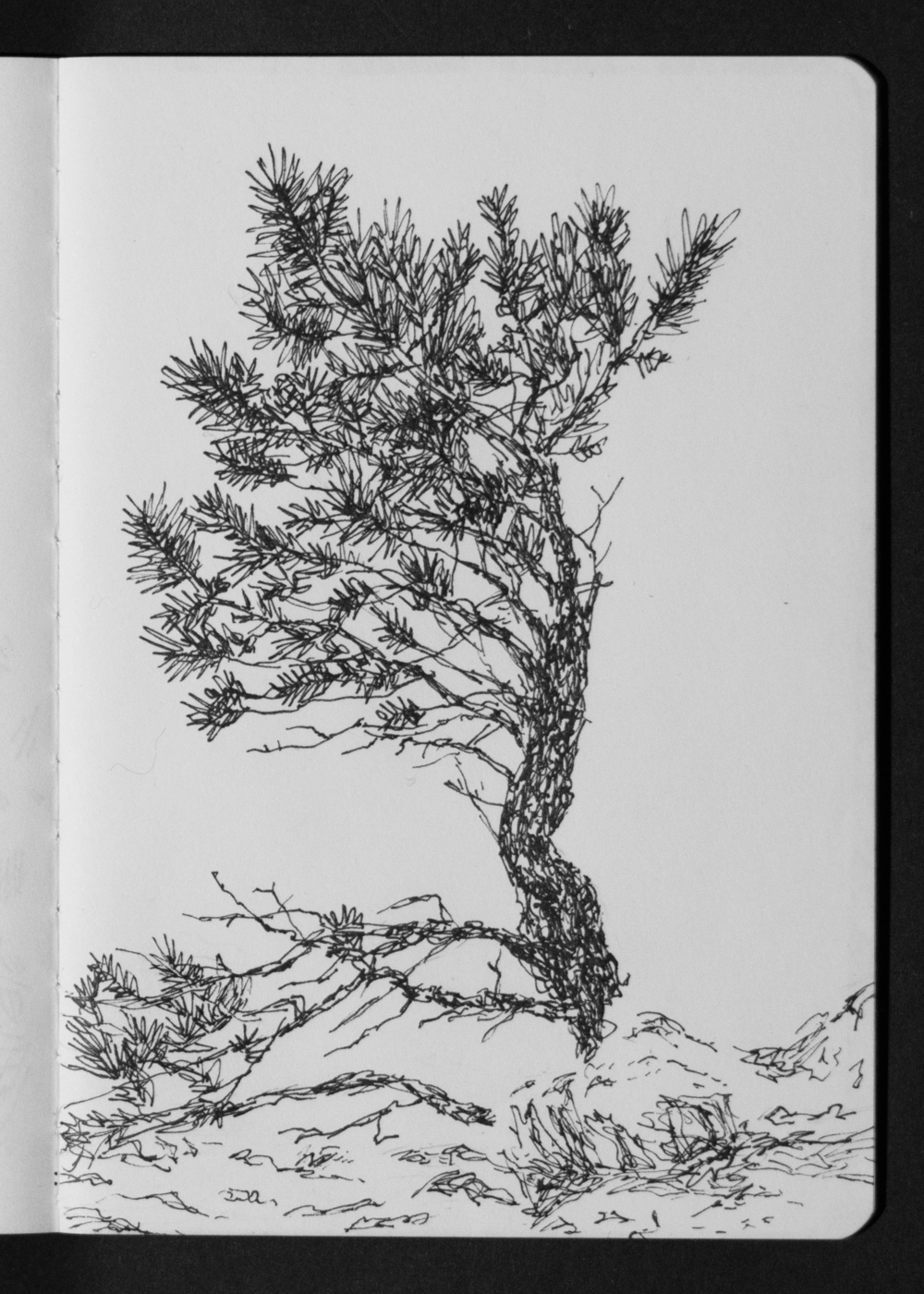 03-10 Pine Tree above Witter Gulch.jpg