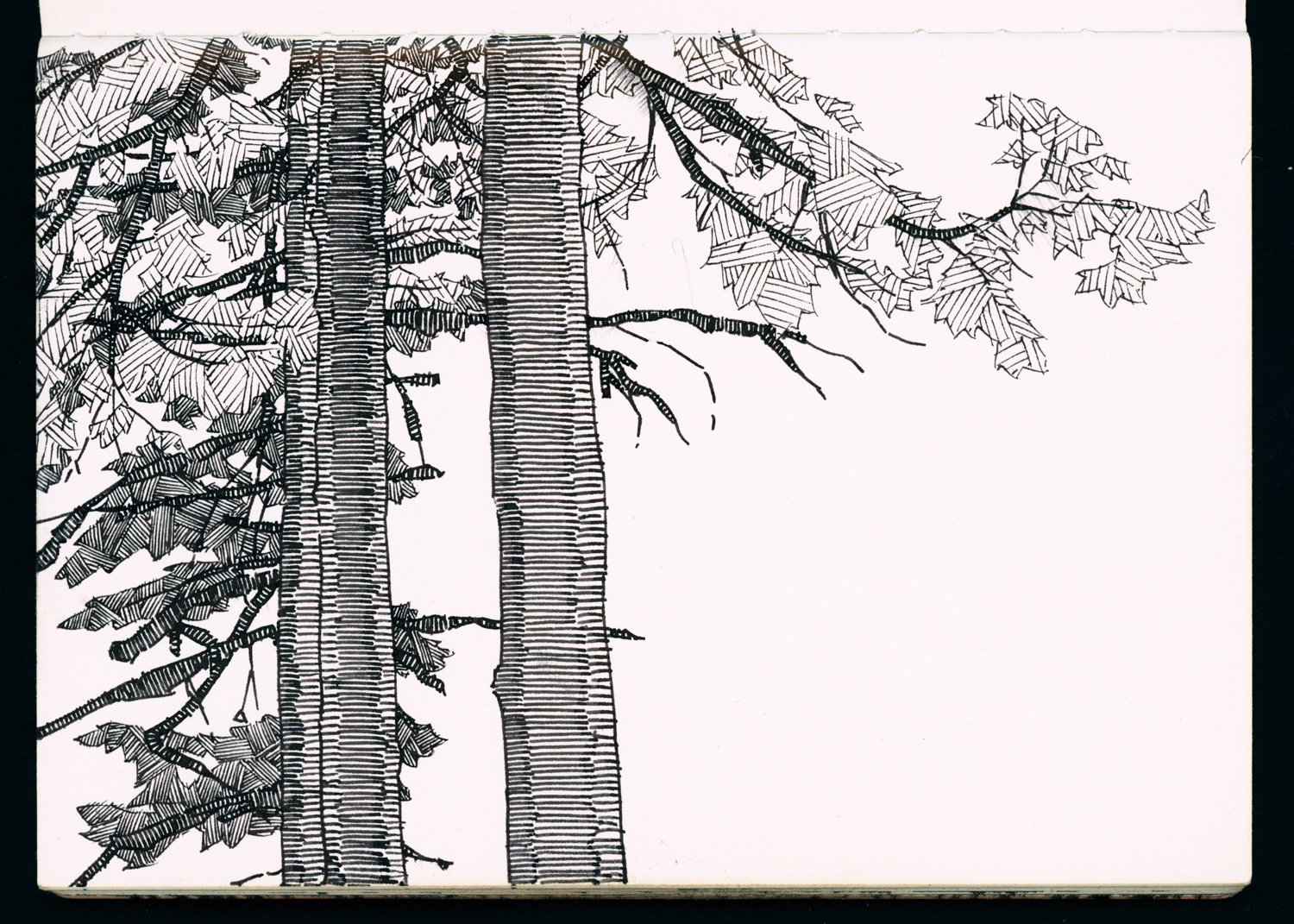 11-09 Trees in Wynn's Front Yard.jpg