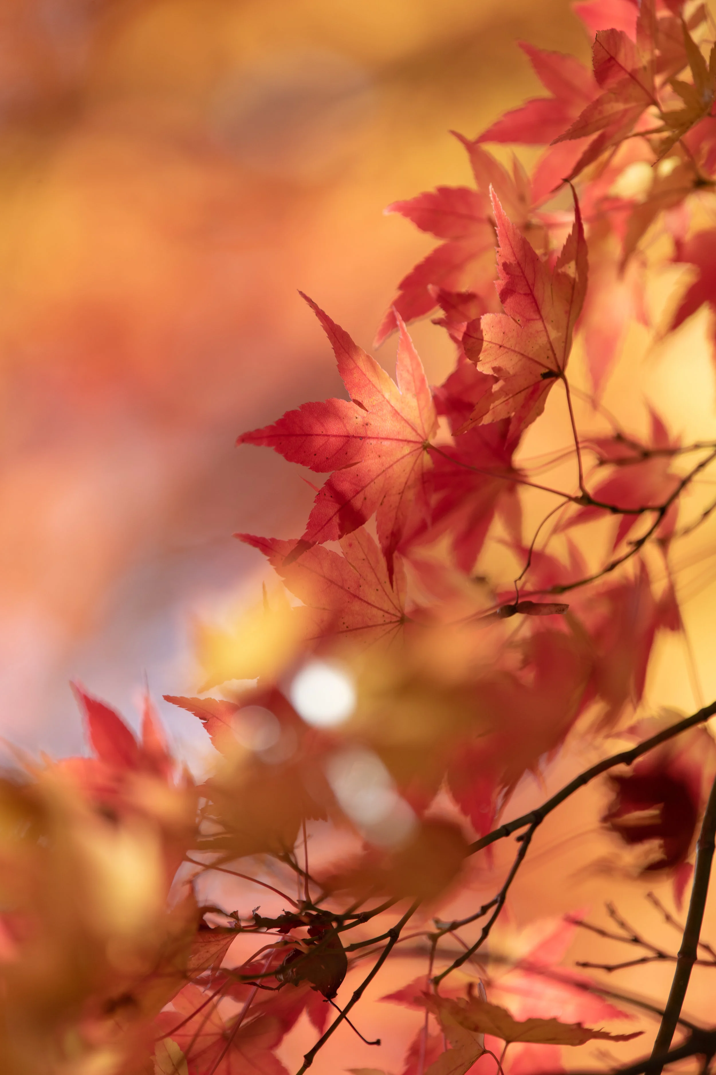 Acer Palmatum - Japanese Maple