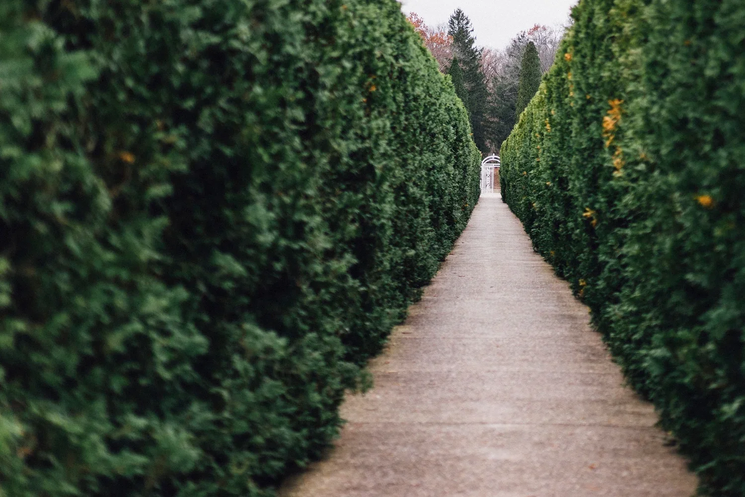 Professional hedge planting and garden hedging in Byron Bay by Green Sky Landscapes. Expert hedge design and maintenance in the Northern Rivers.