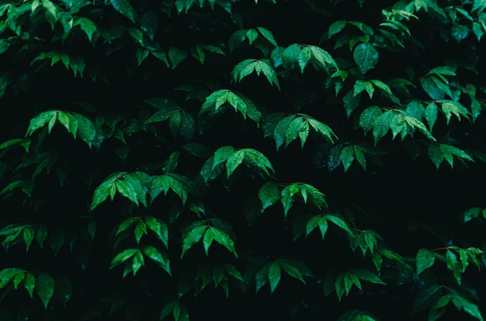 Hedge planting blog by Green Sky Landscapes in Byron Bay. Professional hedge maintenance and garden care in the Northern Rivers.