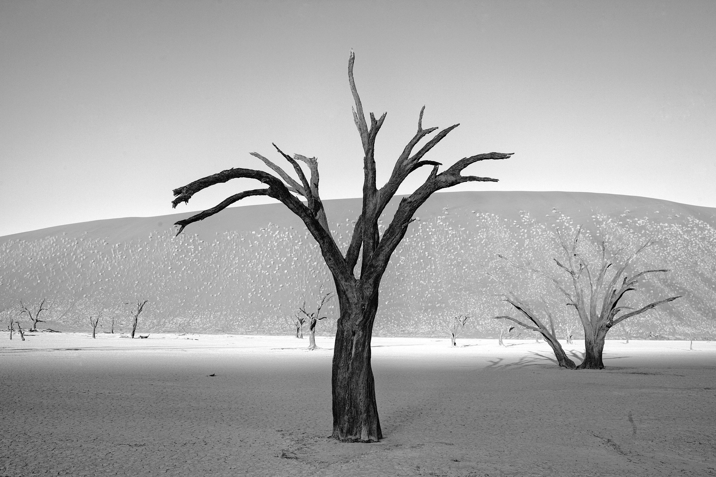 _MG_5772.CR2namibia2008-bw.jpg