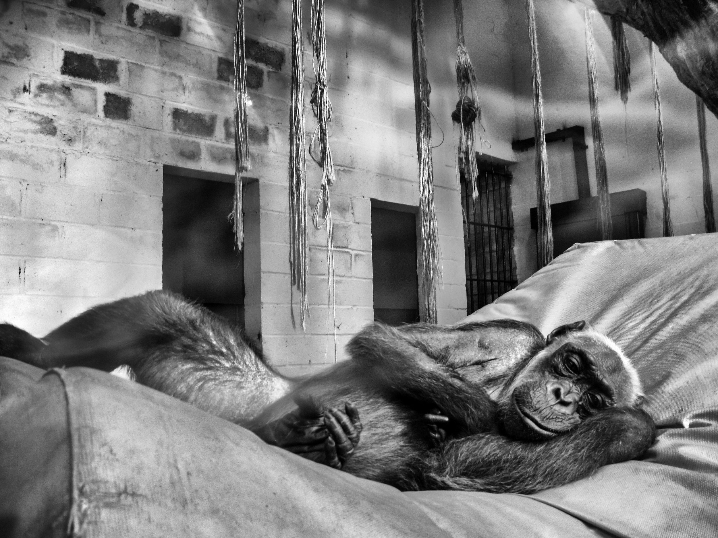 IMG_2273-bw-pancho-zoo-buenos-aires.jpg