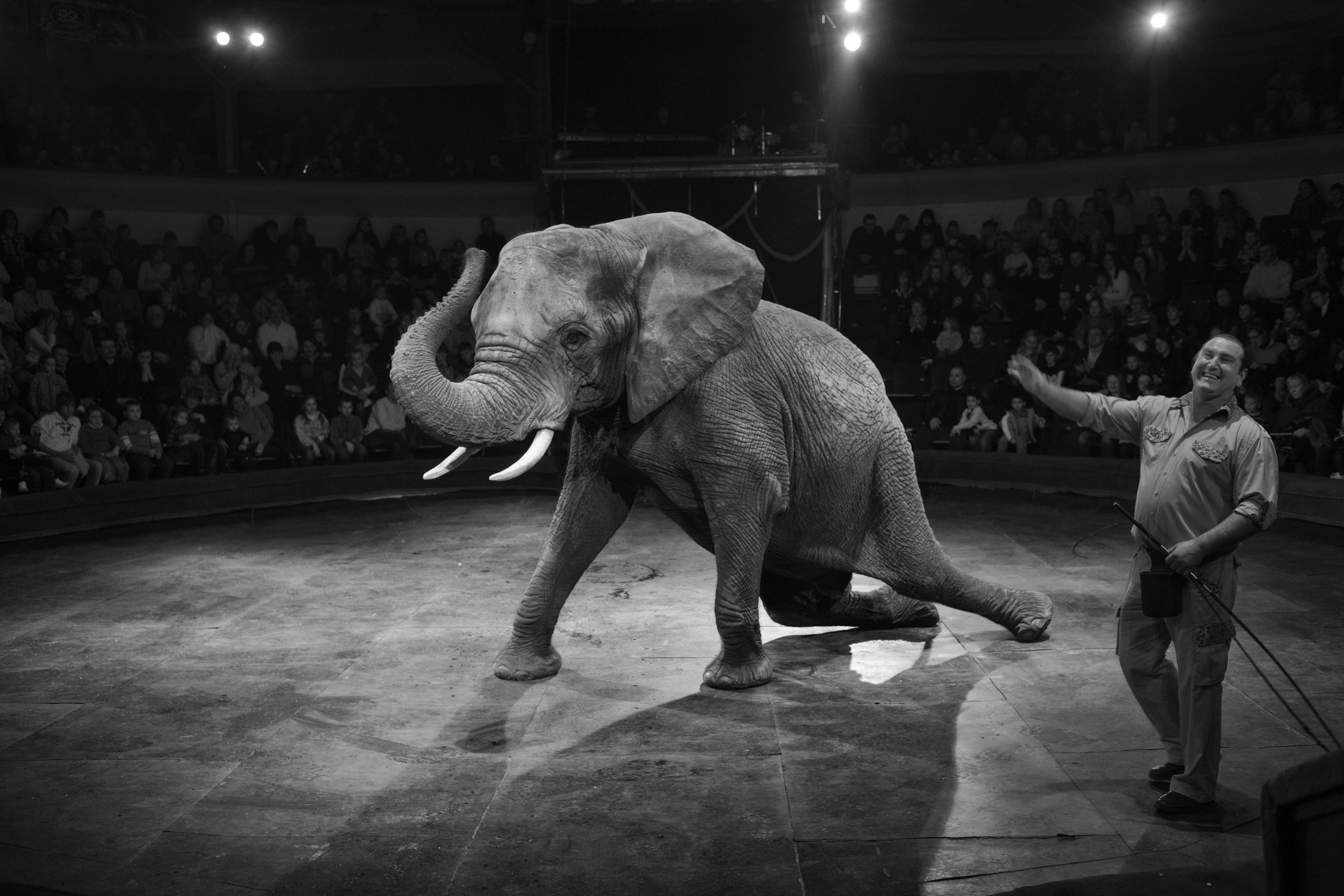 IMG_5685-elefante-circus-OK-ig.jpg