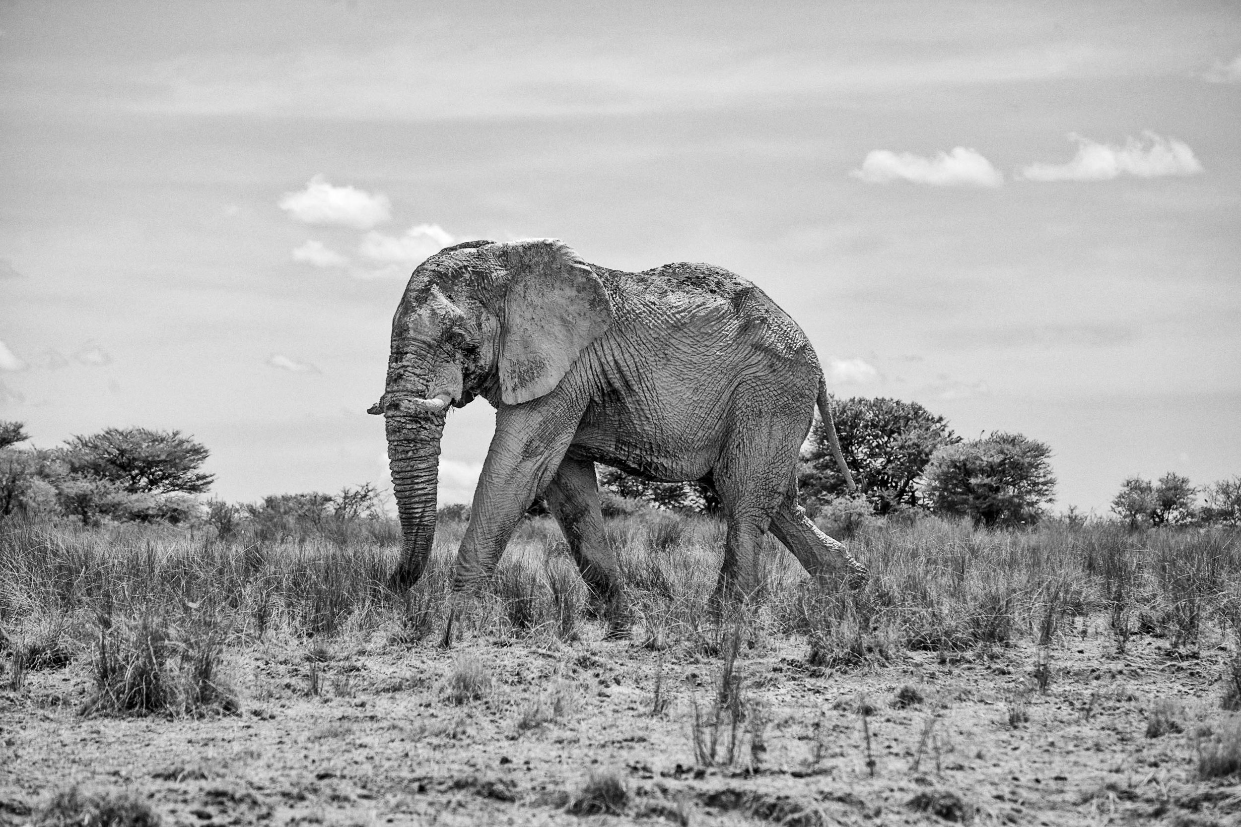 _MG_6324-ethosa-elephant-bw.jpg