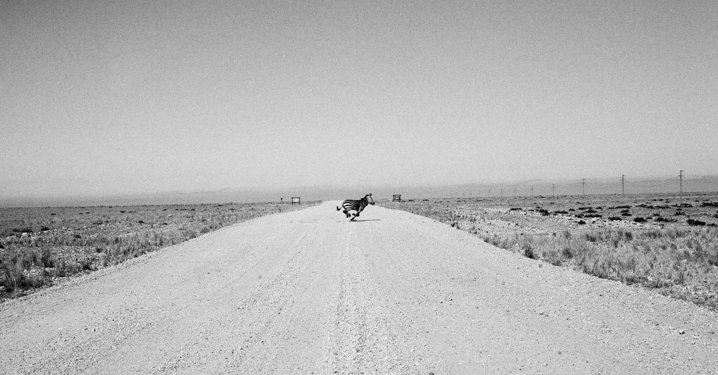 _MG_4812-zebra-running-bw2-crop-ig.jpg