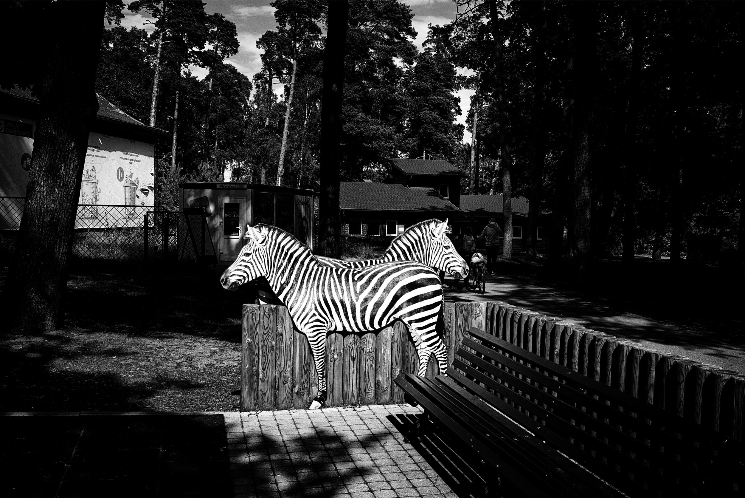 ALD03JUL19-5677-zoo-zebras2500pix.jpg