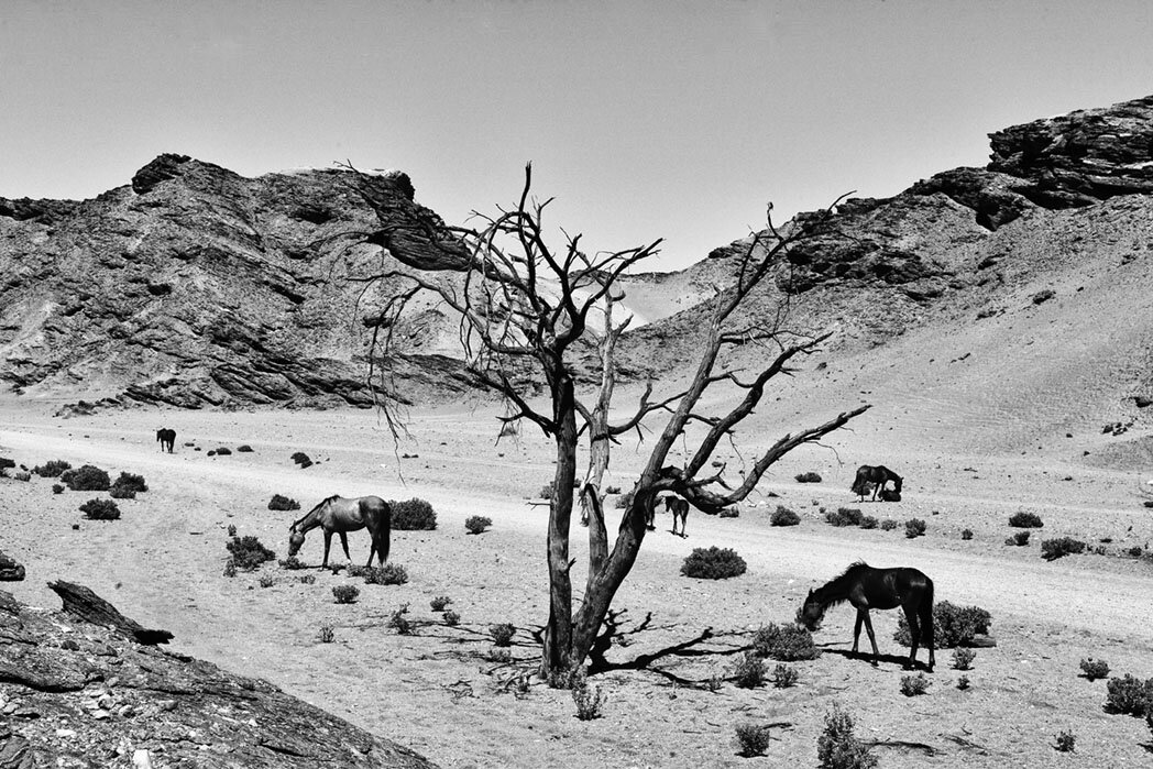 _MG_5373-caballos-namibia-1048px.jpg