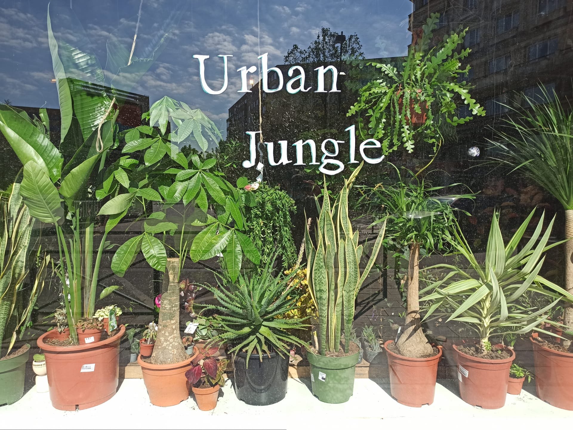 Urban Jungle