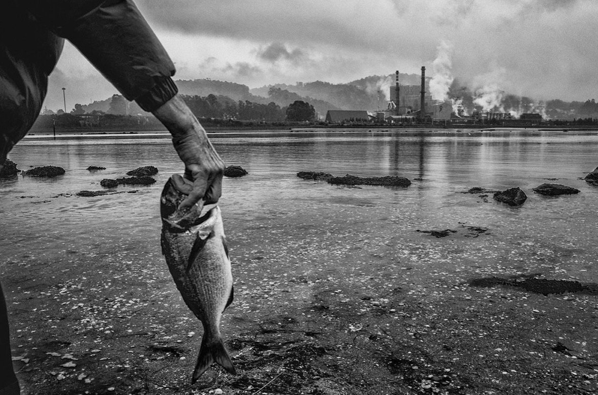 Ence, contamination of the estuary.