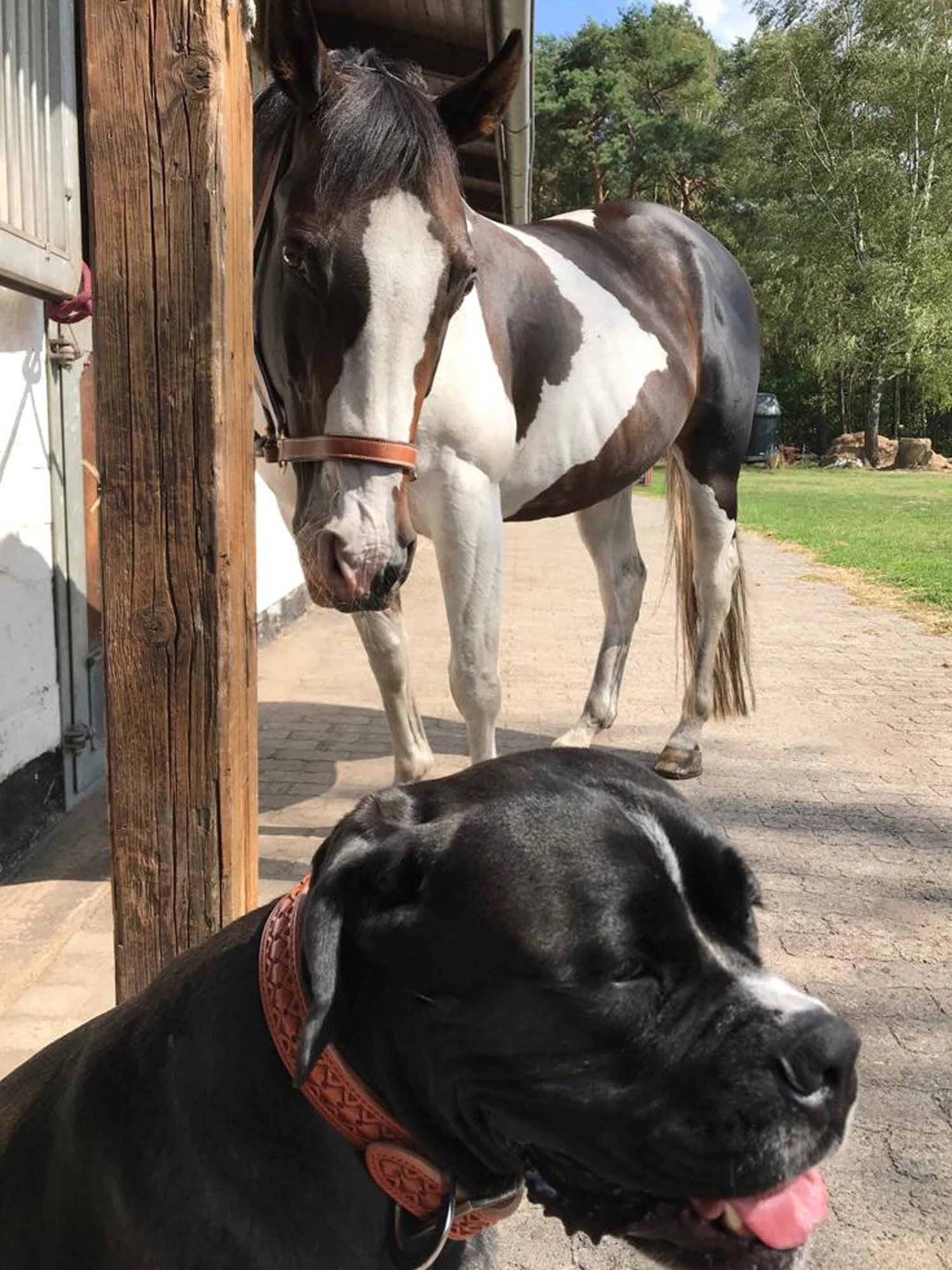 Dog collar for Maja, the Boxer x Cane Corso lady