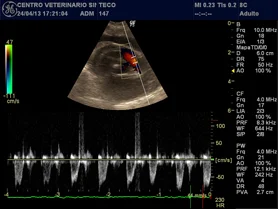 Veterinario-Sintra-Ecocardio-site.jpg