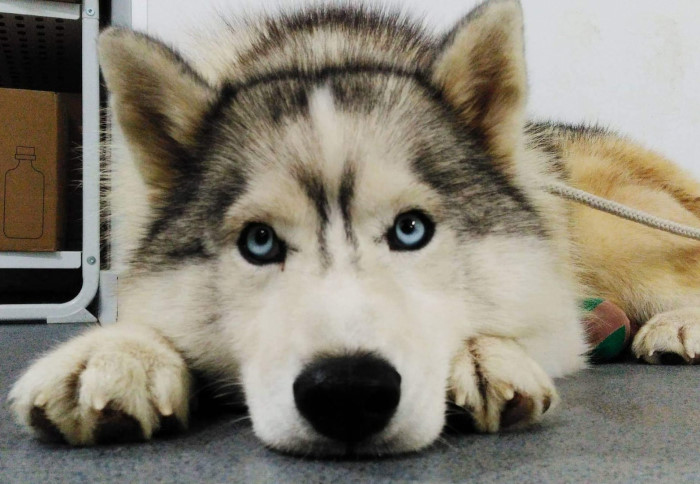 veterináriosintrta_husky.JPG