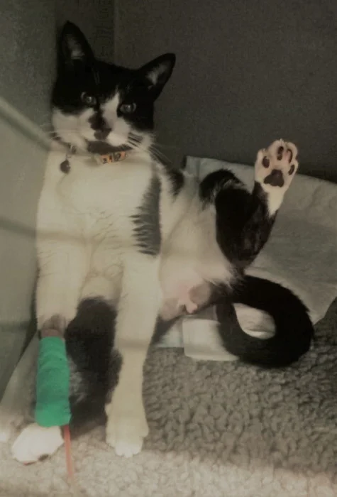 veterináriosintrta_perna ao léu.JPG