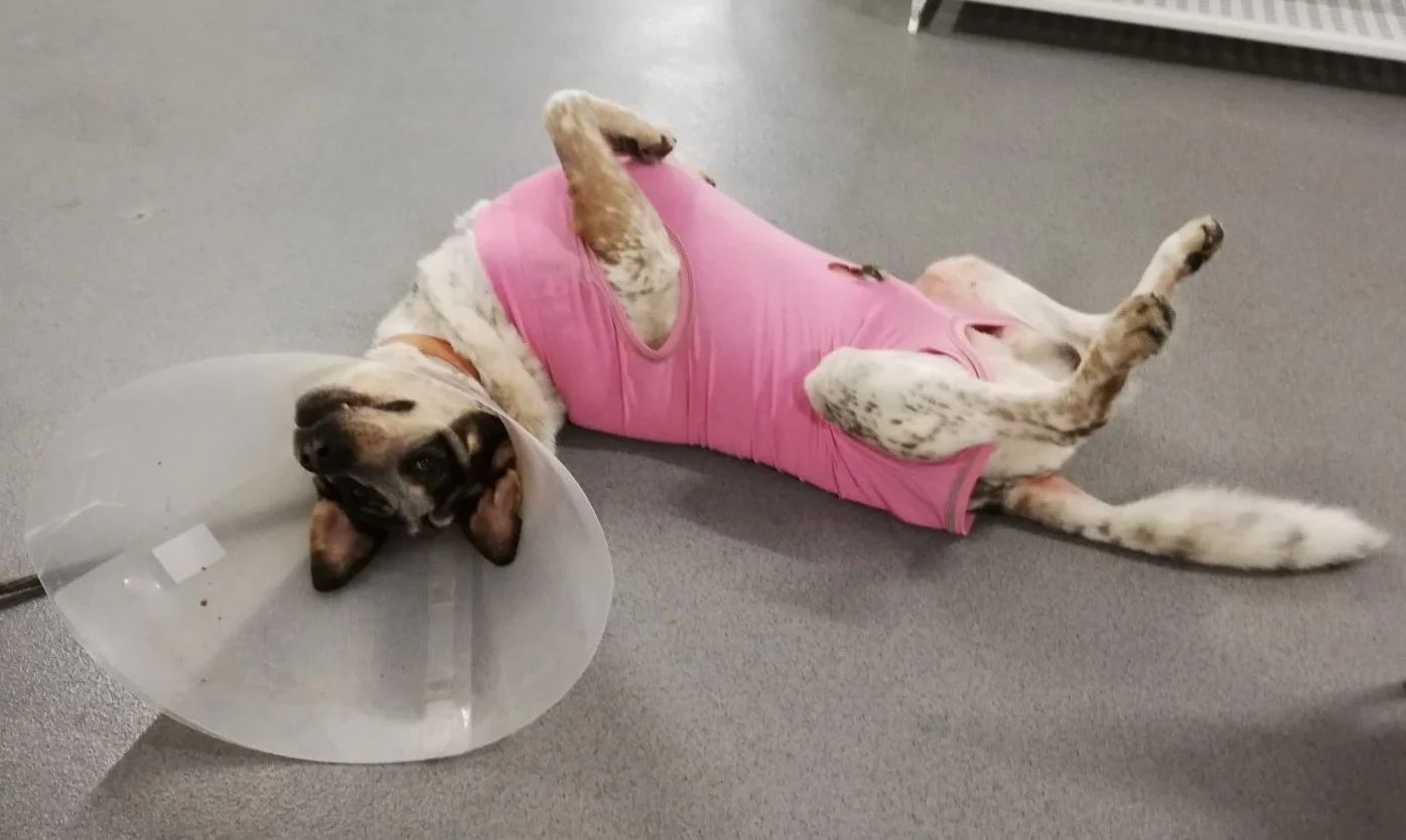 veterinariosintra_happy.jpg
